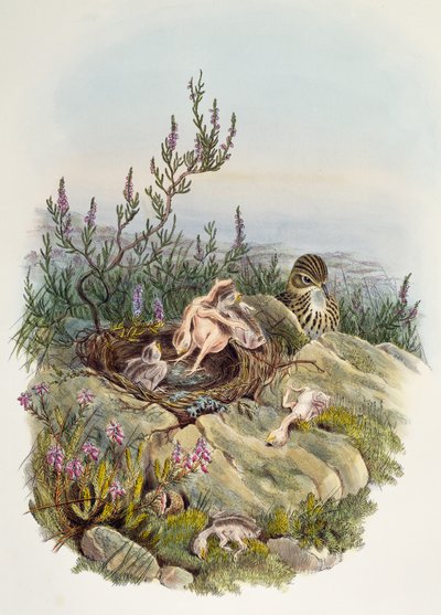 Adi Guguk kuşu, John Gould (1804-1881), litografi William Matthew Hart (1830-1908), Birleşik Krallık by William Matthew Hart