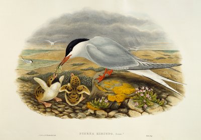 Sumru (Sterna hirundo), Büyük Britanya Kuşları