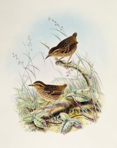 Kaşlı Çalıkuşu Babbler (Napothera epilepidota), Büyük Britanya Kuşları