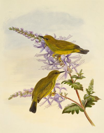 Gri boğazlı beyaz göz (Zosterops rendovae), gravür William Matthew Hart (1830-1908), Birleşik Krallık by William Matthew Hart