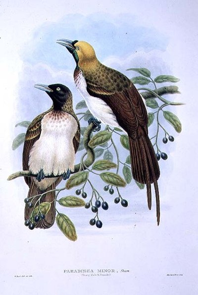 Paradisaea Guilielmi - Küçük Cennet Kuşu (renkli taş) by William Matthew Hart