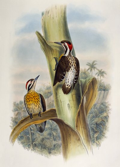 Filipin Pigme Ağaçkakan (Dendrocopos maculatus), Asya Kuşları