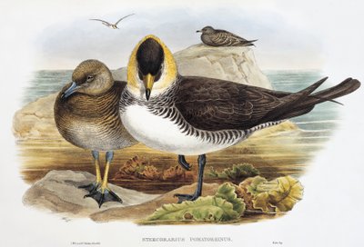 Pomarine Jaeger (Stercorarius pomarinus), Büyük Britanya Kuşları