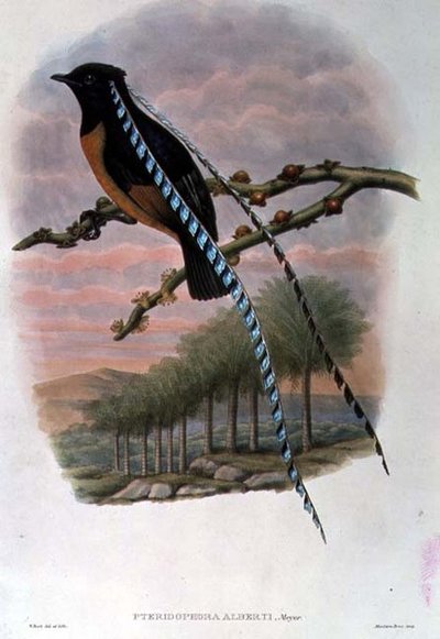 Pteridophora Alberti, Saksonya Cennet Kuşu Kralı (renkli taş) by William Matthew Hart