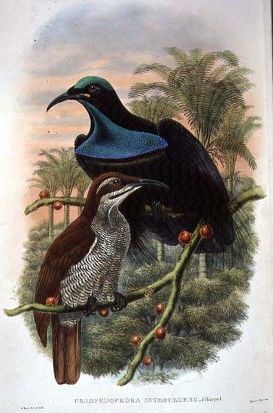 Ptiloris Magnificus, Tüfek Cennet Kuşu (renkli taş) by William Matthew Hart
