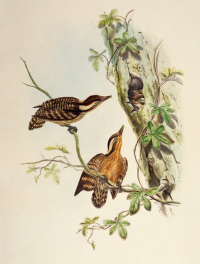 Sunda Ağaçkakan (Dendrocopos moluccensis), Birds of Asia
