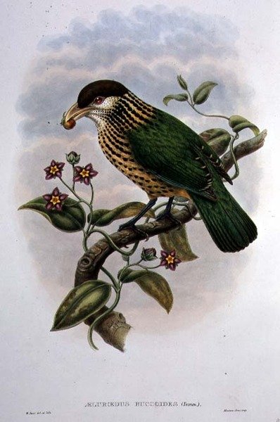 Beyaz Kulaklı Kedi Kuşu - Ailuroedus Buccoides (renkli lito) by William Matthew Hart