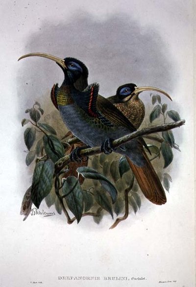 Beyaz Orak Gagalı Cennet Kuşu (renkli taş) by William Matthew Hart