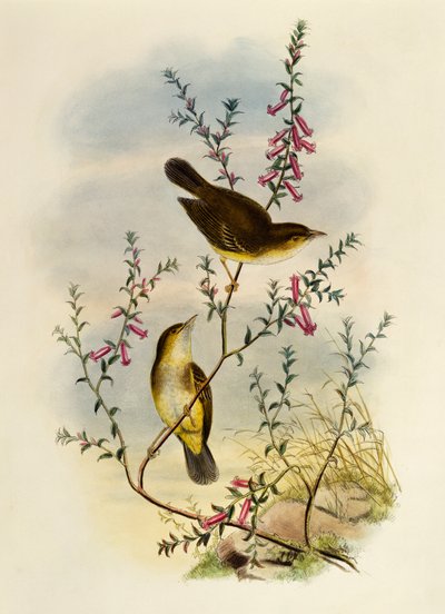 Beyaz Benekli Sinekkapan (Pseudogerygone notata), gravür William Matthew Hart (1830-1908), Birleşik Krallık by William Matthew Hart