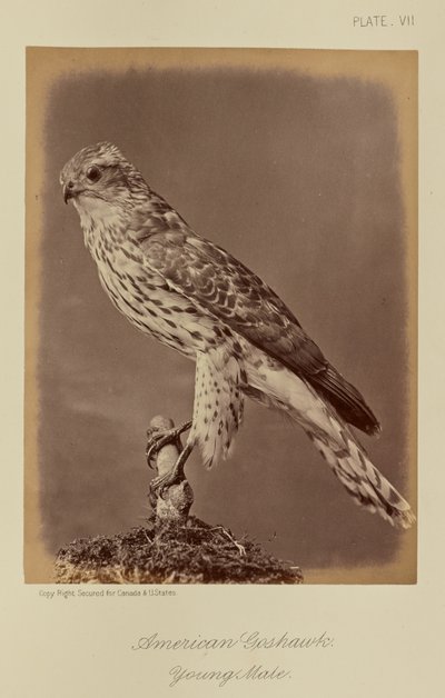 by William Notman