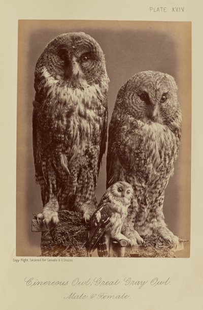  by William Notman