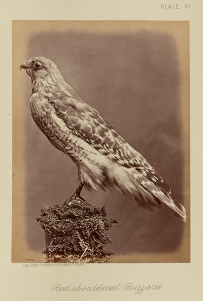  by William Notman