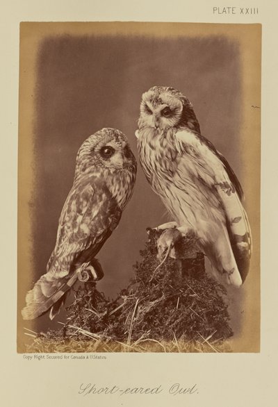  by William Notman