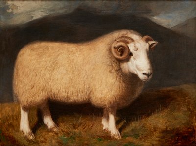 Cheviot Ram (tuval üzerine yağlı boya) by William Shiels