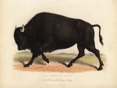 Amerikan bizonu veya bufalo, Bison bizonu. by William Smellie