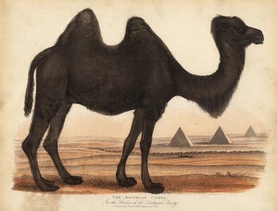 Bactrian devesi, Camelus bactrianus. by William Smellie