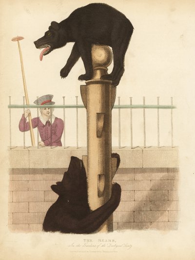 Boz ayı, Ursus arctos. by William Smellie