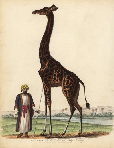 Zürafa, Zürafa camelopardalis. by William Smellie