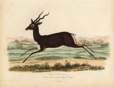 Hint antilopu veya blackbuck, Antilope cervicapra. by William Smellie