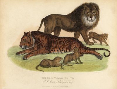 Aslan, Kaplan ve Yavrular. by William Smellie