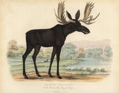 Geyik veya geyik, Alces alces. by William Smellie
