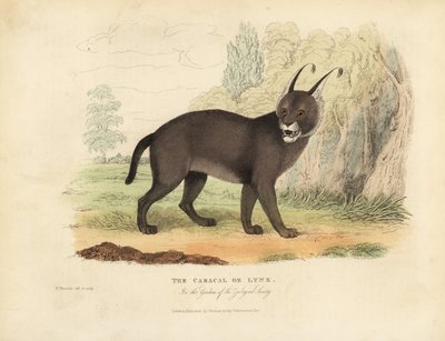 Karakulak veya Lynx. by William Smellie