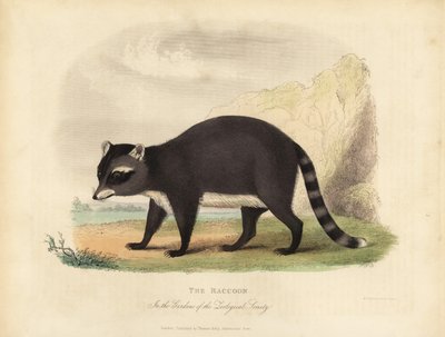 Rakun, Procyon lotörü. by William Smellie