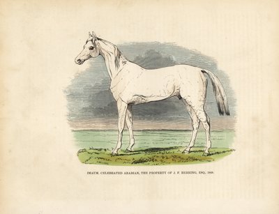 Safkan Arap atı Imaum. by William Smellie