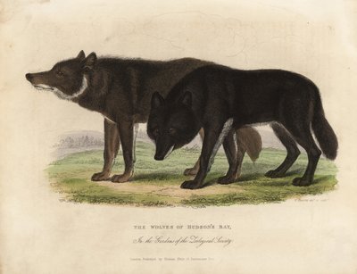 Hudson Körfezi Kurtları, Canis lupus. by William Smellie