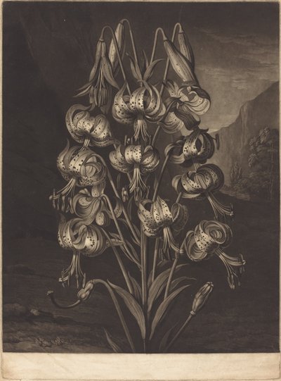 Süper Zambak by William Ward after Philip Reinagle