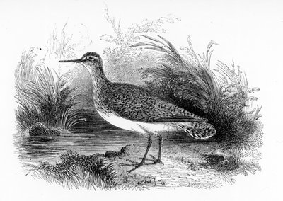 The Common Sandpiper, William Yarrell