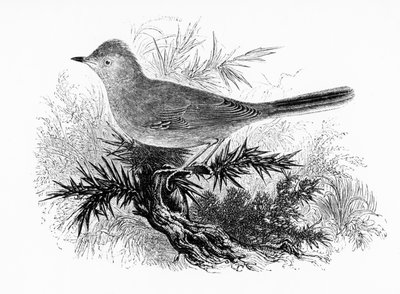 Dartford Warbler, William Yarrell tarafından 
