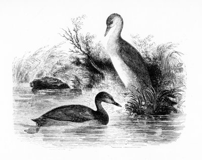 Küçük Batağan veya Dabchick, William Yarrell tarafından 