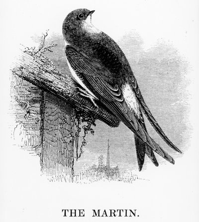 Martin, William Yarrell