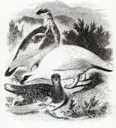 Ptarmigan, William Yarrell