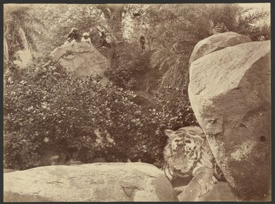  by Willoughby Wallace Hooper