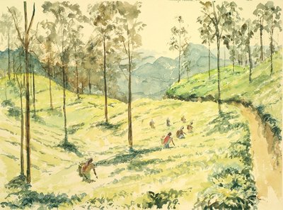 Ella yakınında 728 Çay toplayıcı by Wilson Clive