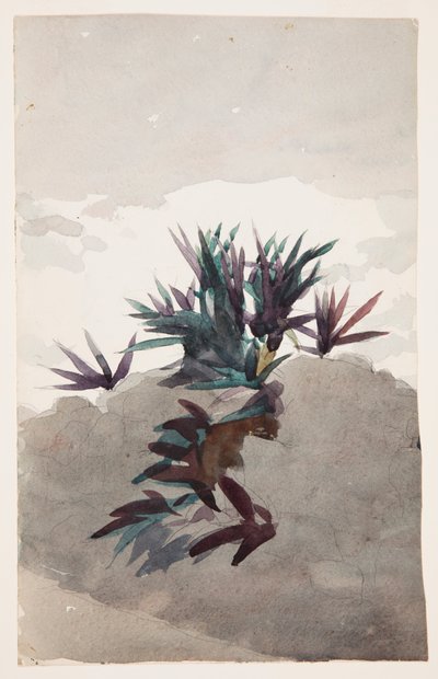 Maguey Yığınları ile Hillside by Winslow Homer