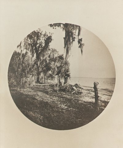 Palmiye ağacı ve plaj sahnesi, Florida sahili, c.1904 by Winslow Homer