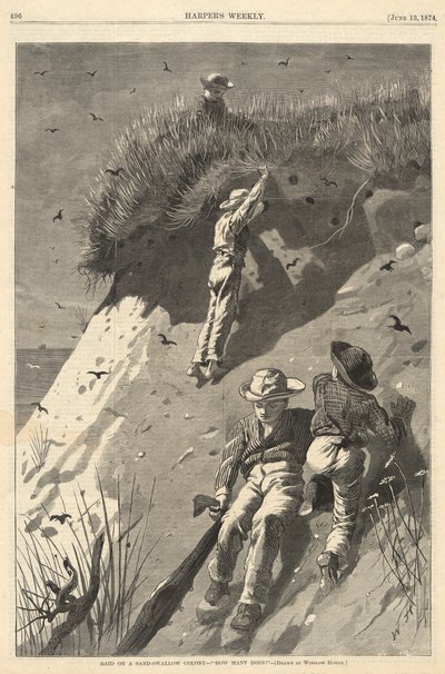 Kum Kırlangıç Kolonisine Baskın by Winslow Homer