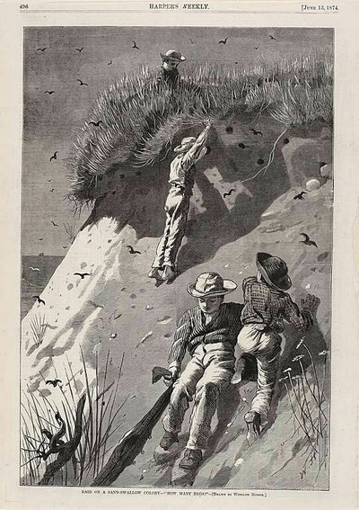 Kum Kırlangıcı Kolonisine Baskın-"Kaç Yumurta" by Winslow Homer