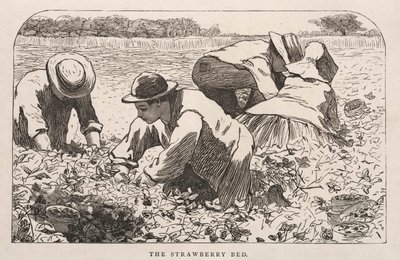 Çilekli Yatak by Winslow Homer