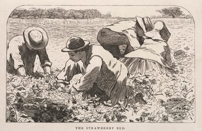 Çilek Yatağı, 1868. by Winslow Homer