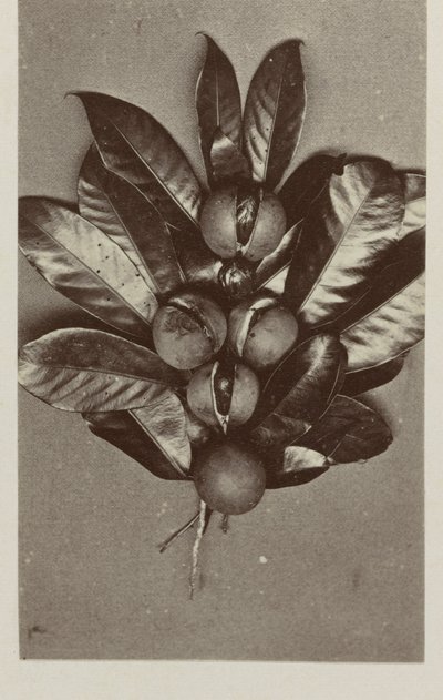 küçük hindistan cevizi by Woodbury and Page