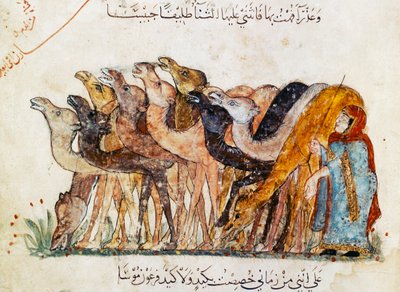 Ms Ar 5847 f.101, Deve Sürüsü, 