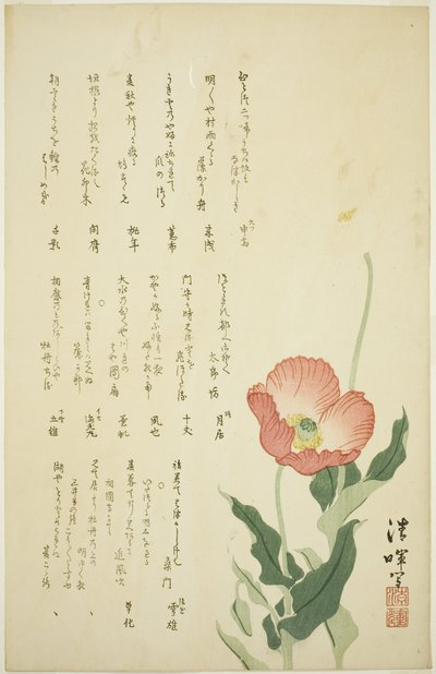 iki haşhaş by Yokoyama Seiki