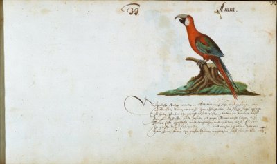 papağan by Zacharias Wagner