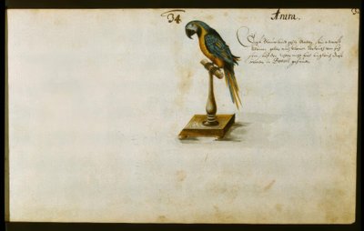 papağan by Zacharias Wagner