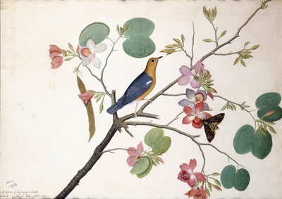 Turuncu başlı yer ardıç kuşu, 1778 by Zayn al Din