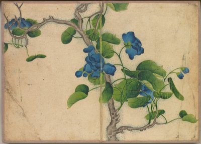 Masa Albümü: Çiçek ve Kuş Resimleri (Mavi Çiçeklere Tırmanış) by Zhang Ruoai
